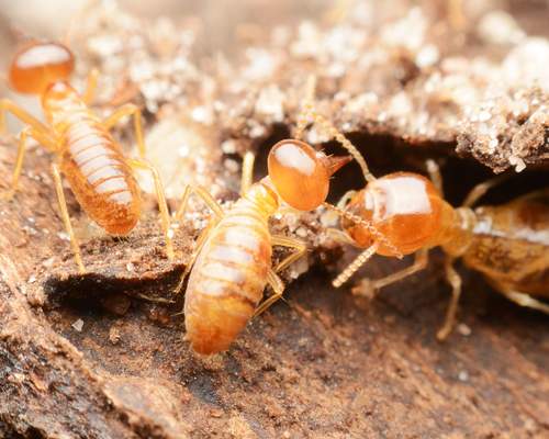 Termites - Chem-Bio Pty Ltd